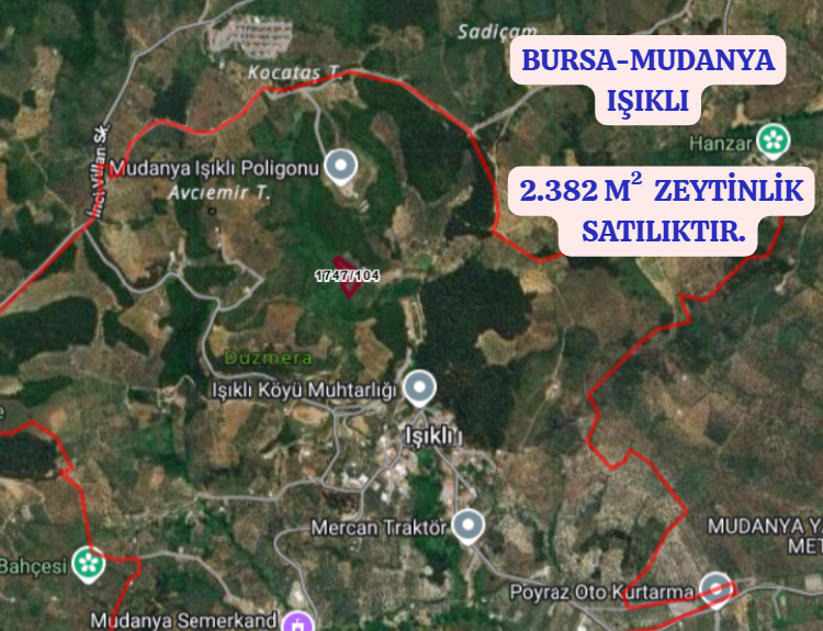 BURSA MUDANYA IŞIKLI  KÖYÜNDE 2.382 M² ZEYTİNLİK SATILIKTIR. - BURSA MUDANYA fotoğraf 2