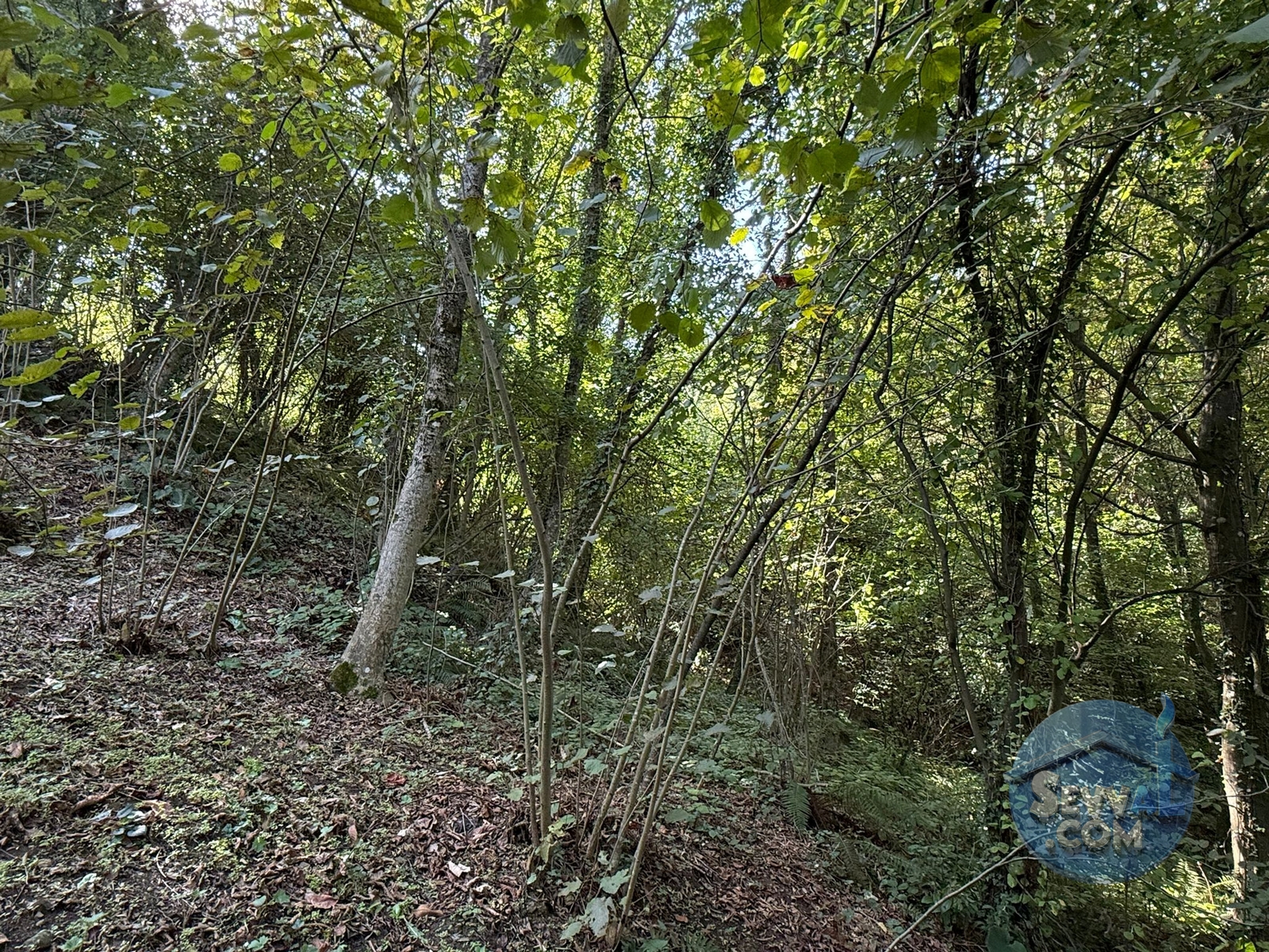 ZONGULDAK EREĞLİ ARTIKLAR KÖYÜ 611M² FINDIK BAHÇEMİZ SATILIKTIR. - Zonguldak Ereğli fotoğraf 9