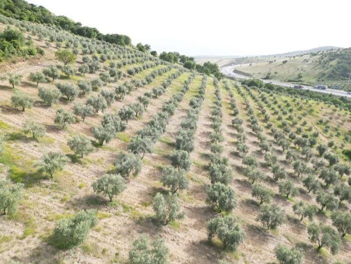 93.500m² Zeytinlik Çok Cazip Fıyata Satılıktır - İZMİR KEMALPAŞA fotoğraf 4