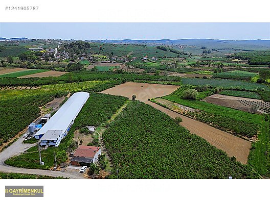 11.752 M² FIRSAT FINDIK BAHÇESİ SAKARYA KAYNARCA ZİAHMET MAH. - SAKARYA KAYNARCA fotoğraf 14