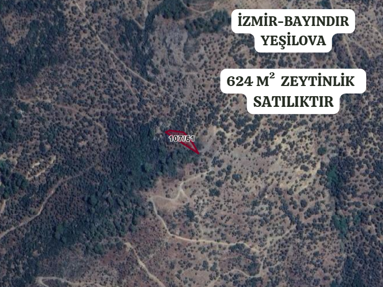 İZMİR BAYINDIR YEŞİLOVA  KÖYÜNDE 624  M² ZEYTİNLİK  SATILIKTIR - İZMİR BAYINDIR fotoğraf 2