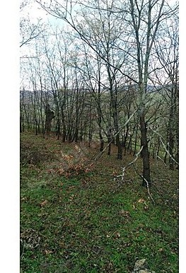 BURSA İZNİK SÜLEYMANİYE'DE 3.002  M² TARLAMIZ SATILIKTIR - BURSA İZNİK fotoğraf 6