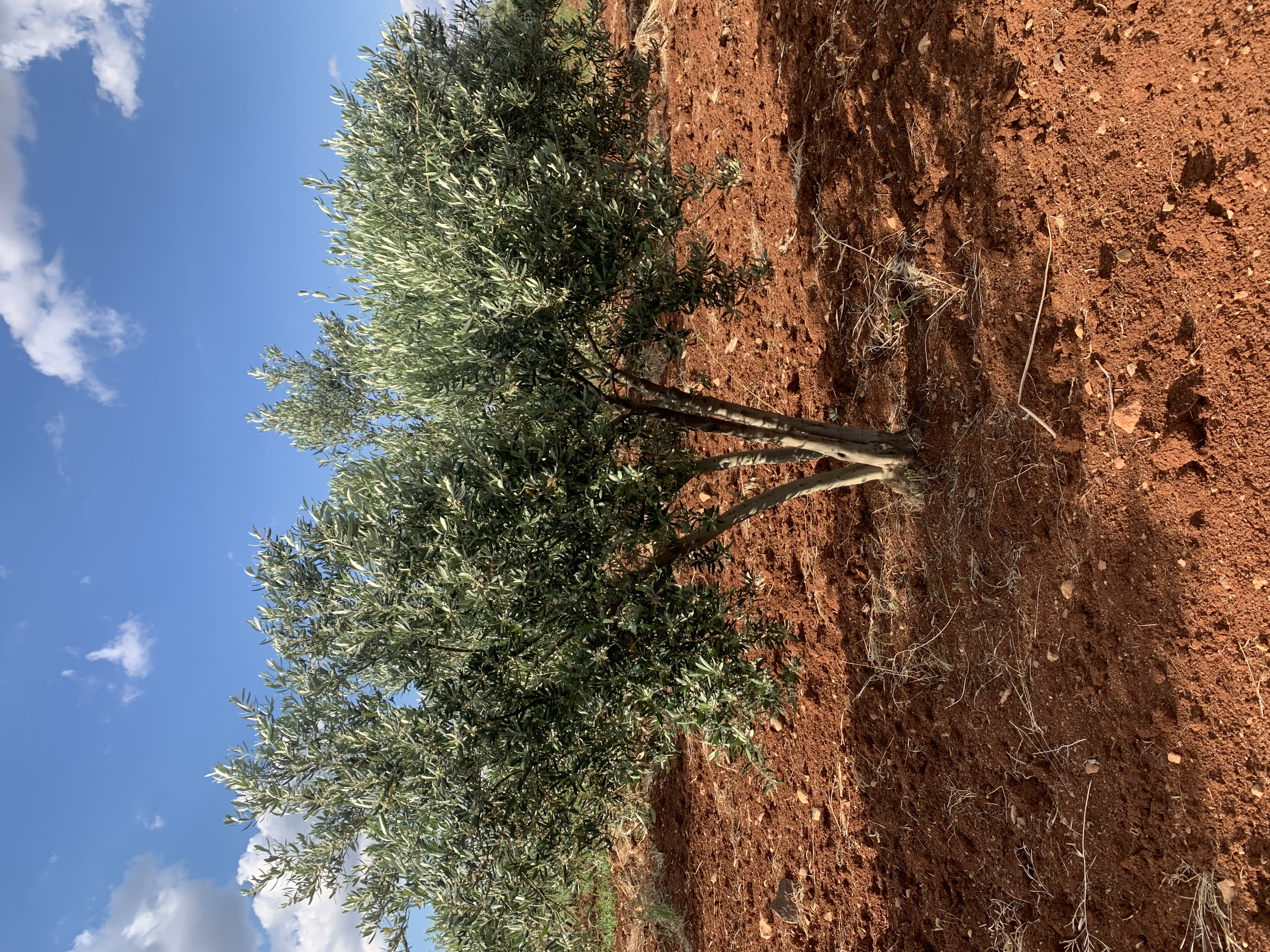 SATILIK 150 AĞAÇ ZEYTİNLİK  - KİLİS MERKEZ fotoğraf 4