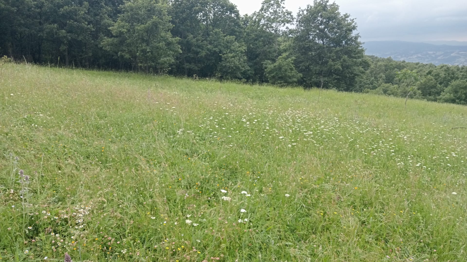 KOCAELİ KARAMÜRSEL AKÇAT   KÖYÜNDE 7.409  M²  TARLA SATILIKTIR - KOCAELİ KARAMÜRSEL fotoğraf 4