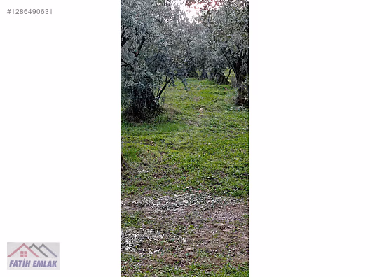 Fatih'ten Karsak ta 1245m2 yolu olan göl manzaralı zeytinlik - BURSA ORHANGAZİ fotoğraf 17