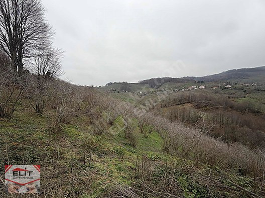 DÜZCE AKÇAKOCA DA EV YAPIMINA UYGUN SATILIK 7.768 M2 FINDIKLIK - DÜZCE AKÇAKOCA fotoğraf 19