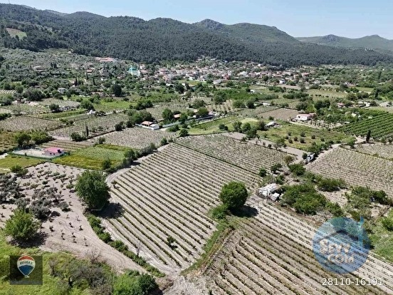 KUŞADASI KİRAZLI da SATILIK ÜZÜM BAĞI ANA YOLA YAKIN - AYDIN KUŞADASI fotoğraf 22