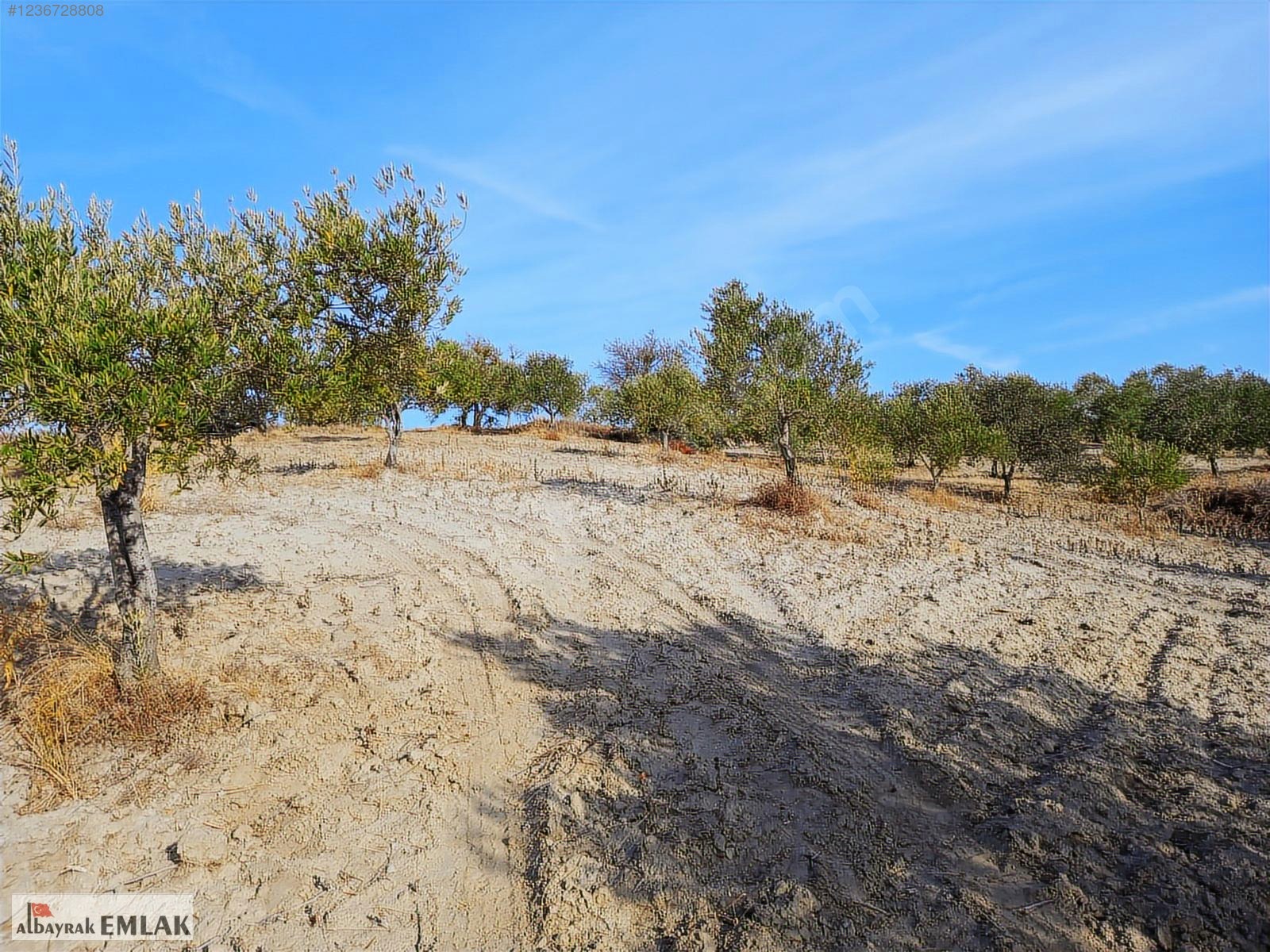 SARUHANLI HACIMUSA DA SATILIK 8.000 M2 ZEYTİNLİK 1.700.000 TL - MANİSA SARUHANLI fotoğraf 16