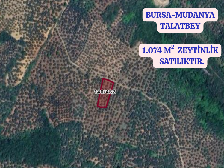 BURSA MUDANYA TİRİLYE (TALATBEY)  KÖYÜNDE 1.074 M²  ZEYTİNLİK SATILIKTIR - BURSA MUDANYA fotoğraf 2