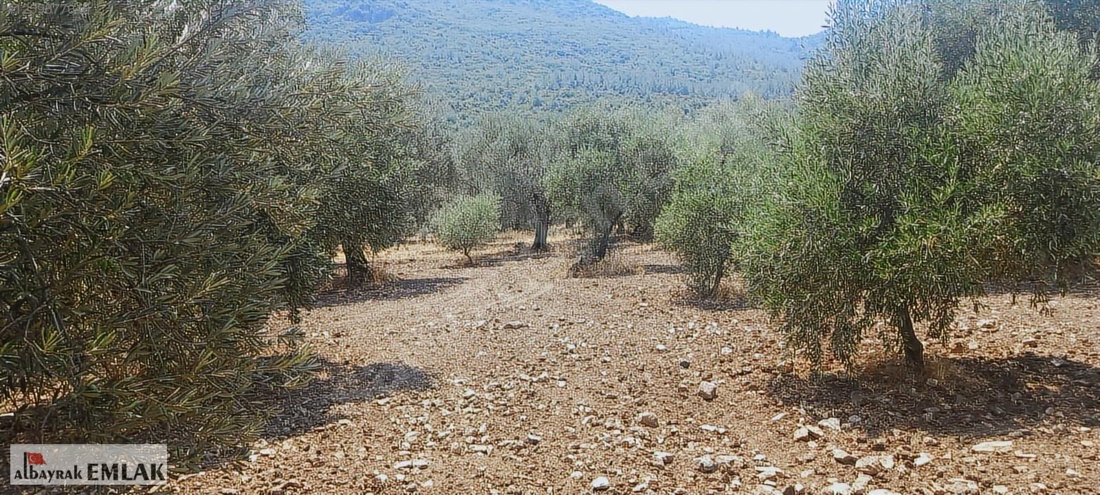 MANİSA SARUHANLI DA SATILIK 3.800 M2 BAKIMLI ZEYTİNLİK 1.280.000 - MANİSA SARUHANLI fotoğraf 14