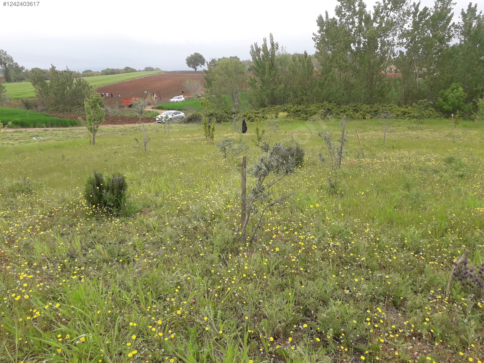 BURSA KARACABEY YEŞİLDERE KÖYÜNDE 2.950 M² TARLA SATILIKTIR - BURSA KARACABEY fotoğraf 20