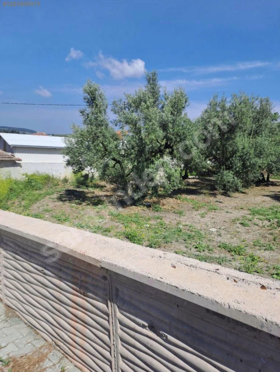 BURSA MUDANYA YAYLACIK KÖYÜNDE YAYLACIK 792 M² ZEYTİNLİK SATILIKTIR. - BURSA MUDANYA fotoğraf 13