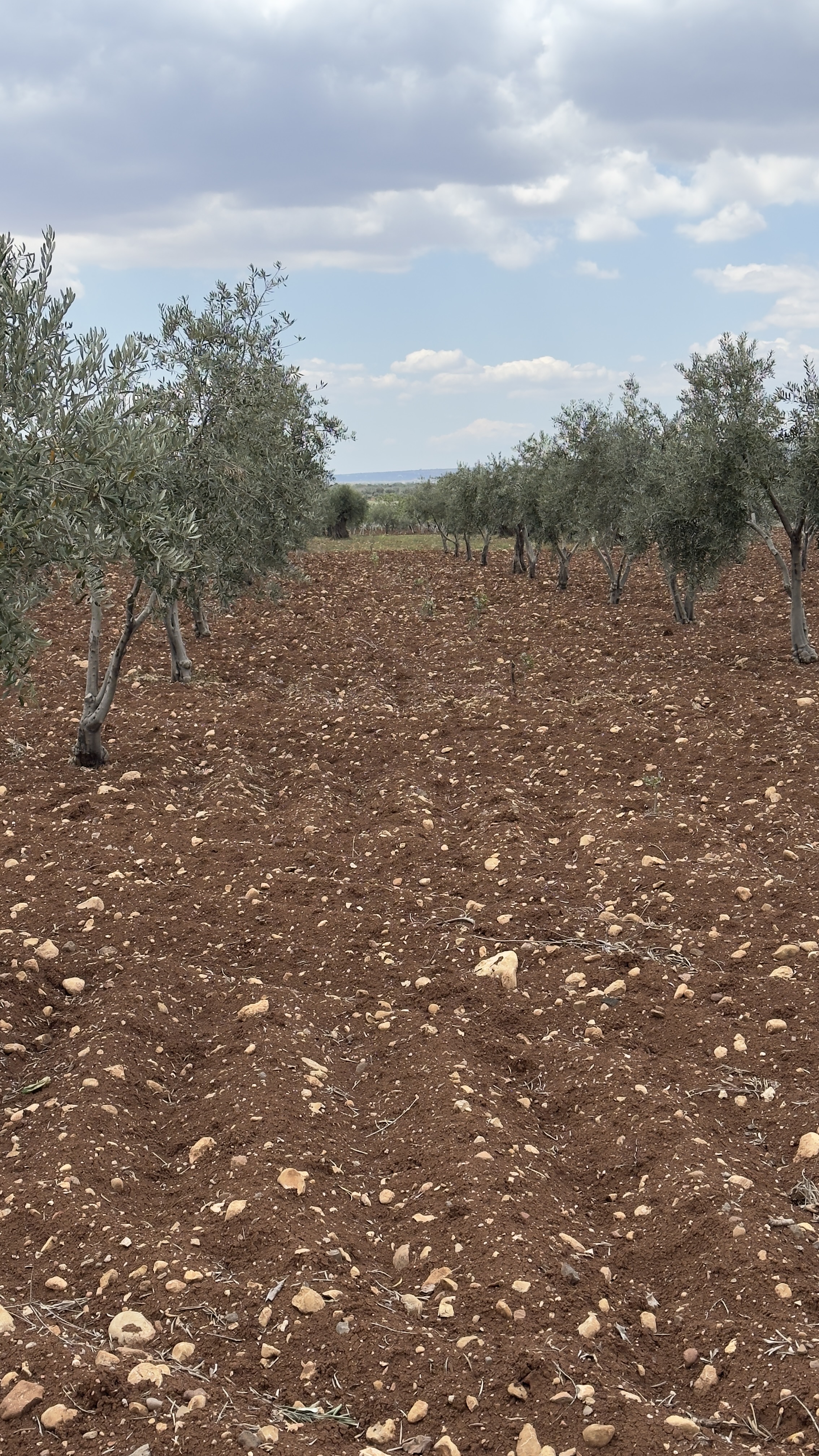 ÖZGÜRoğluEMLAK,tan SATILIK ZEYTİNLİK  - KİLİS MERKEZ fotoğraf 5