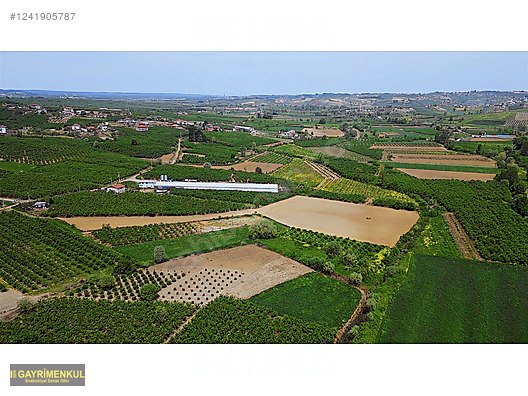 11.752 M² FIRSAT FINDIK BAHÇESİ SAKARYA KAYNARCA ZİAHMET MAH. - SAKARYA KAYNARCA fotoğraf 6