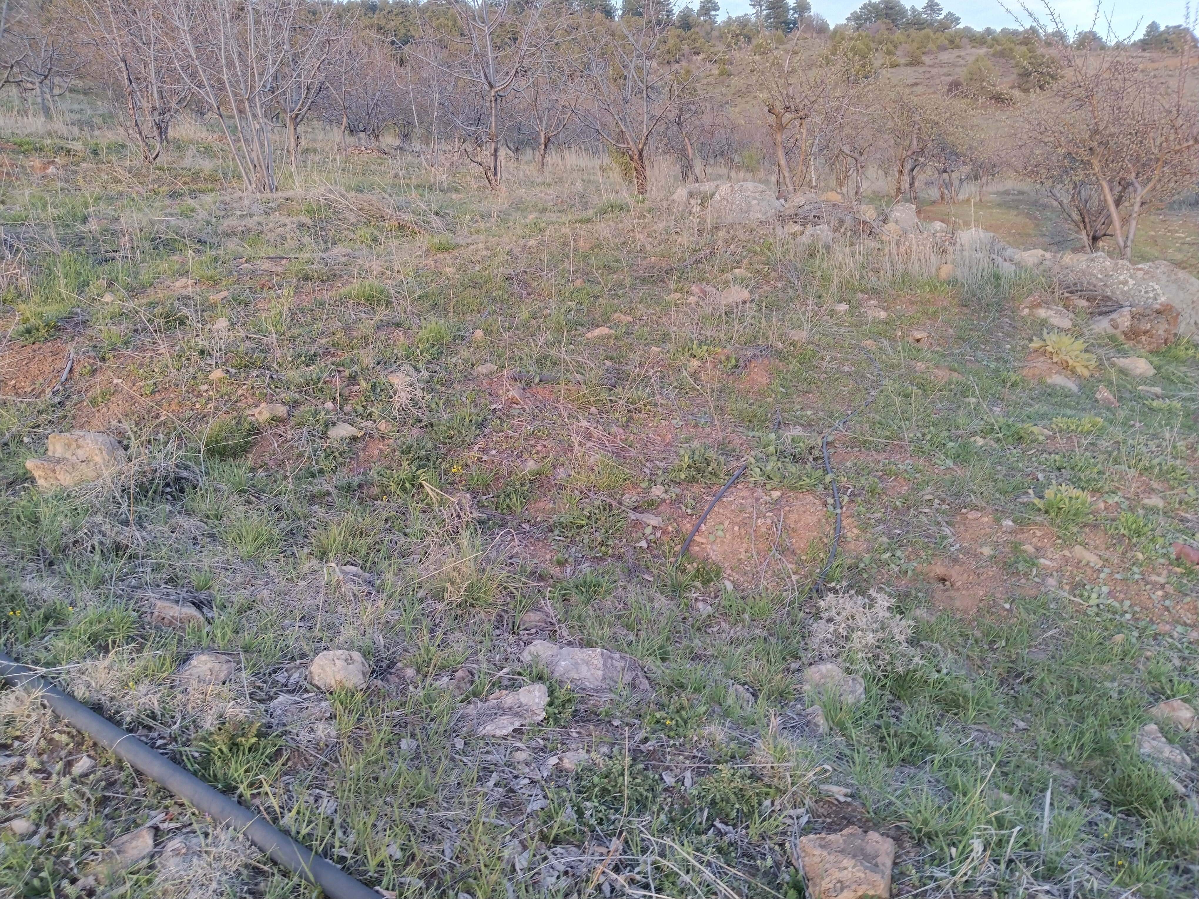 KONYA HADİM GÖYNÜKKIŞLA KÖYÜNDE 350 M² BAHÇE SATILIKTIR. - KONYA HADİM fotoğraf 15