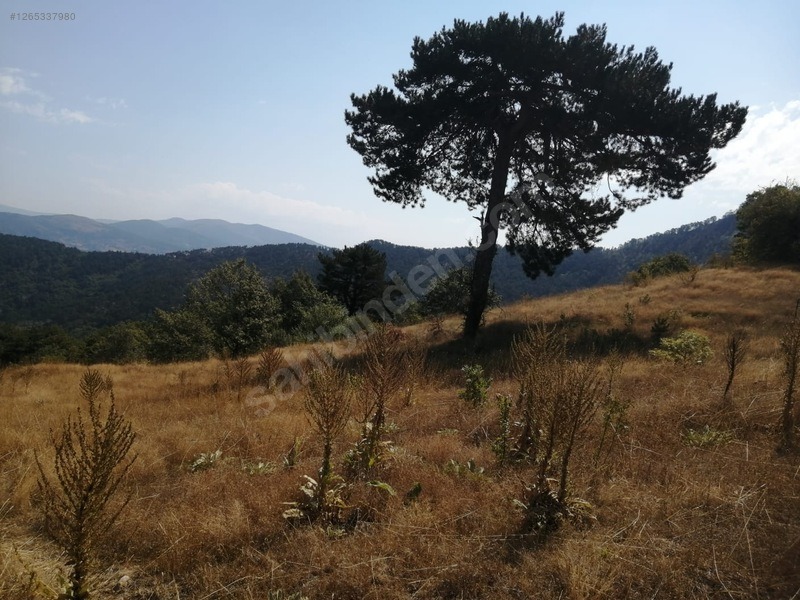 TAŞKESTİ EMLAKTAN ÇAĞŞAK KÖYÜNDE 10573 M2 YATIRIMLIK TARLA - BOLU MUDURNU fotoğraf 6