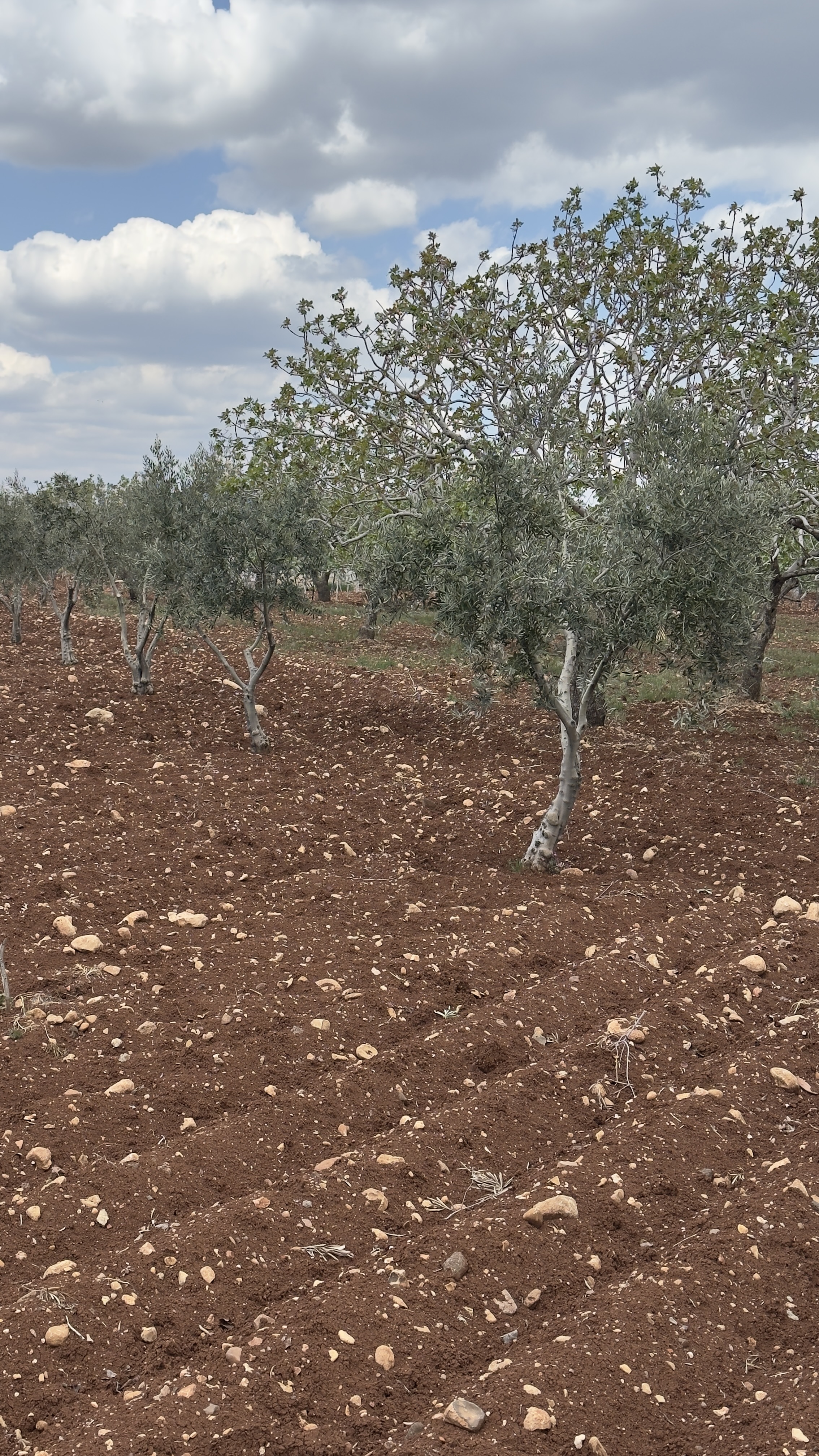 ÖZGÜRoğluEMLAK,tan SATILIK ZEYTİNLİK  - KİLİS MERKEZ fotoğraf 30