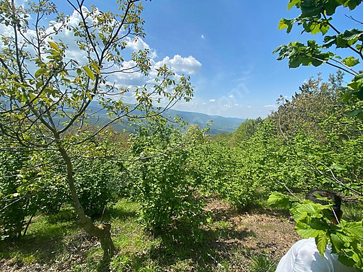 BURSA M.KEMALPAŞA KURŞUNLU  7.300 M² TARLA SATILIKTIR. - BURSA MUSTAFAKEMALPAŞA fotoğraf 10