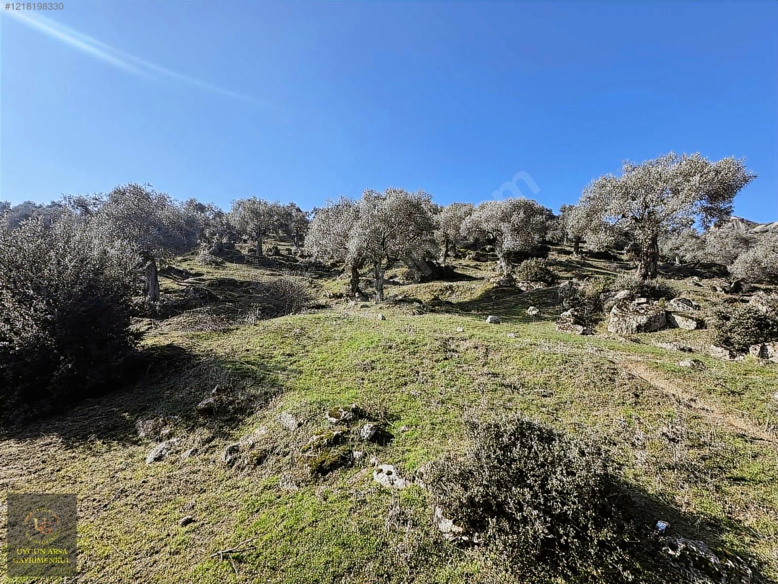 AYDIN KARPUZLU MERKEZ'DE 21.050 M2 ANA YOLA CEPHE ZEYTİNLİK - AYDIN KARPUZLU fotoğraf 13