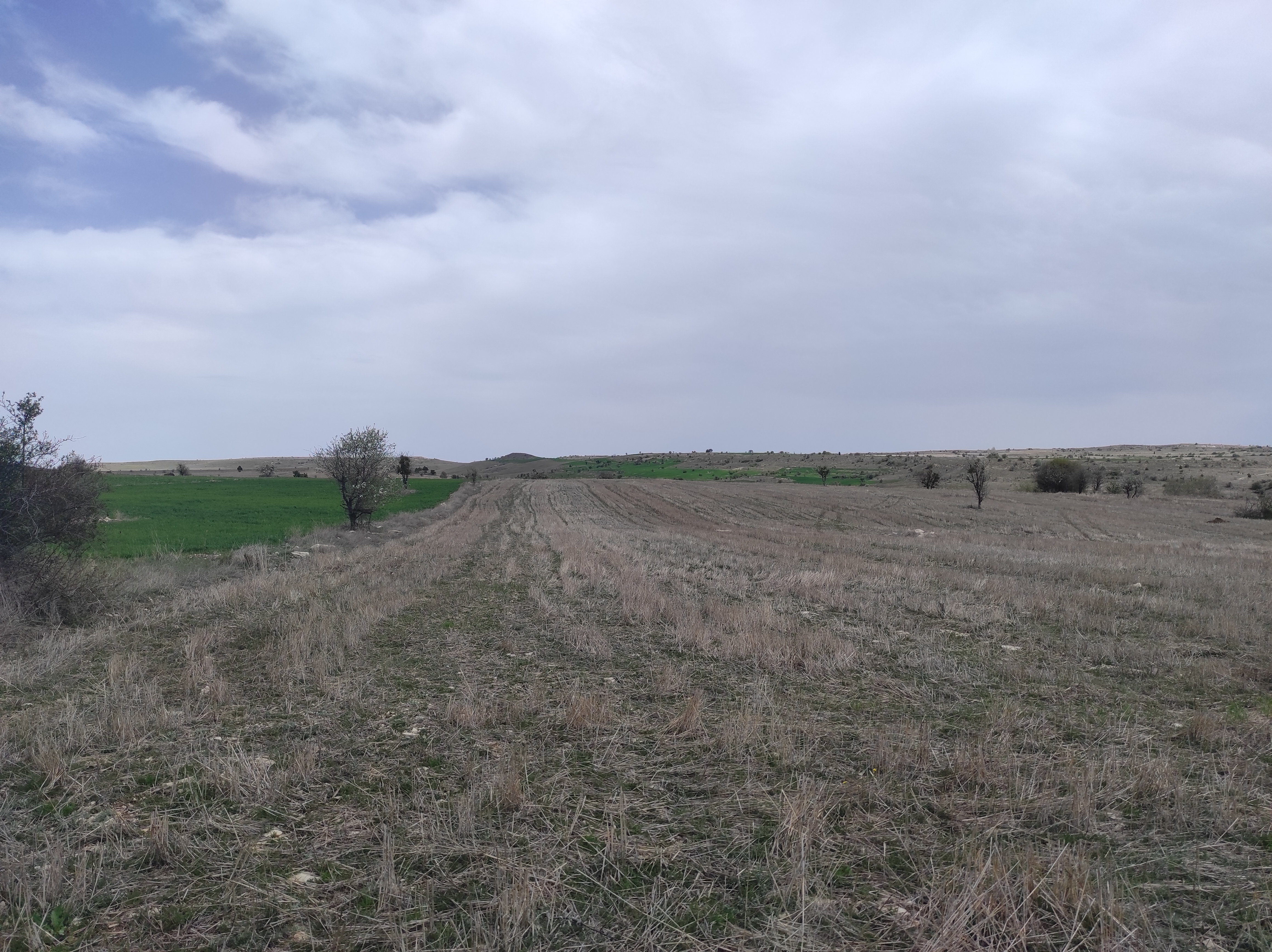 KÜTAHYA MERKEZ KÜKÜRT   KÖYÜNDE 3.353  M²  TARLA  SATILIKTIR - KÜTAHYA MERKEZ fotoğraf 12
