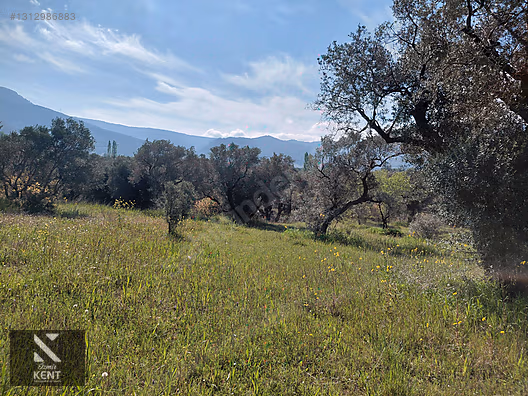 Kemalpaşa Dereköy'de Satılık 4850 m2 Bahçe - İZMİR KEMALPAŞA fotoğraf 39
