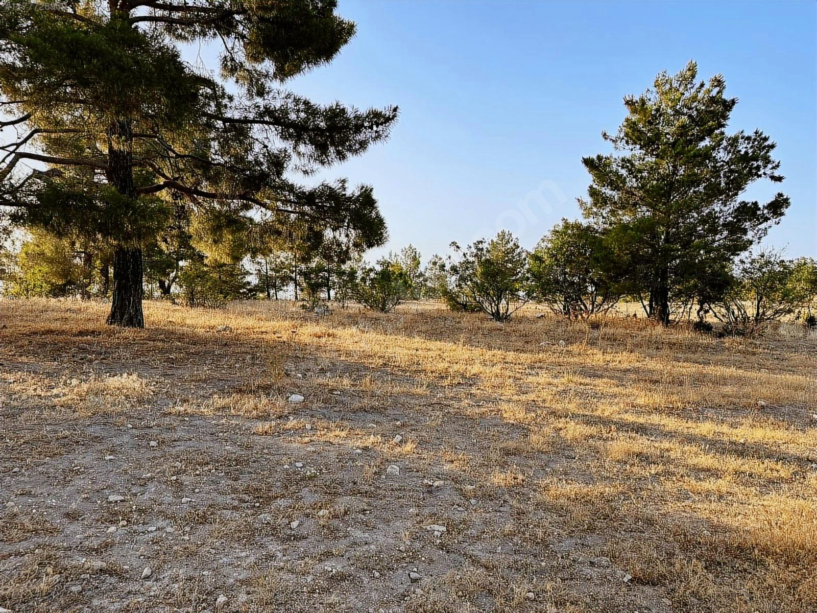 Mutlu emlaktan orman havasında 33 dönüm tarla - MERSİN SİLİFKE fotoğraf 2