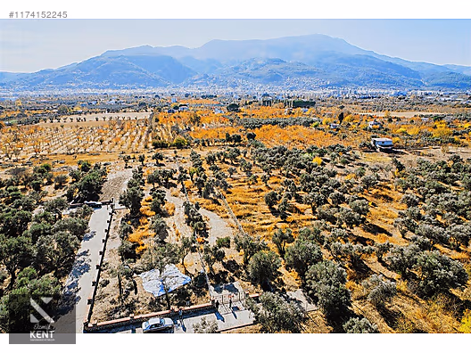 Kemalpaşa Sekiz Eylül Merkeze Yakın Satılık 3440 m2 Zeytinlik - İZMİR KEMALPAŞA fotoğraf 25