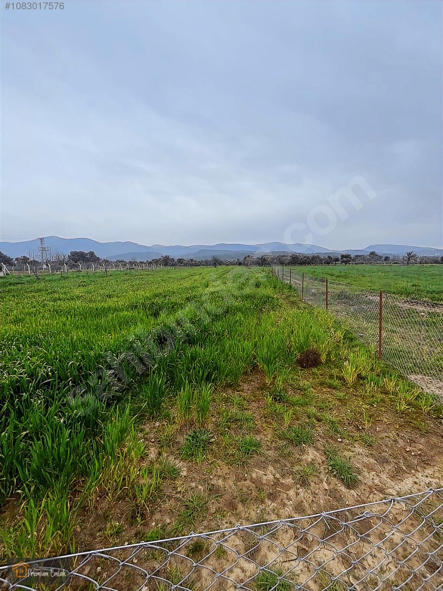 MİLAS KISIRLARDA 4.136 mt2 ZEYTİNLİ MUHTEŞEM TARLA - MUĞLA MİLAS fotoğraf 4