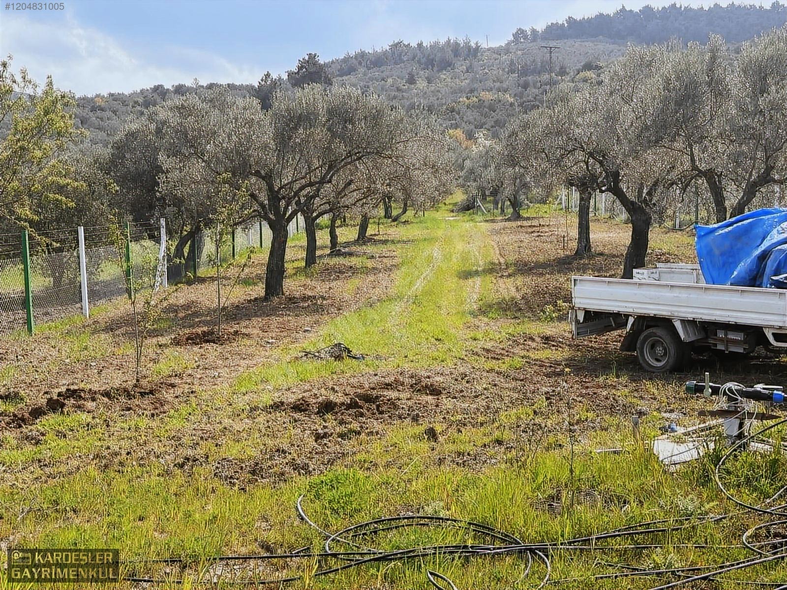 AKHİSAR YENİCEKÖYDE KARIŞIK ZEYTİN MEYVE BAHÇESİ SU ELEKTRİKLİ - MANİSA AKHİSAR fotoğraf 7