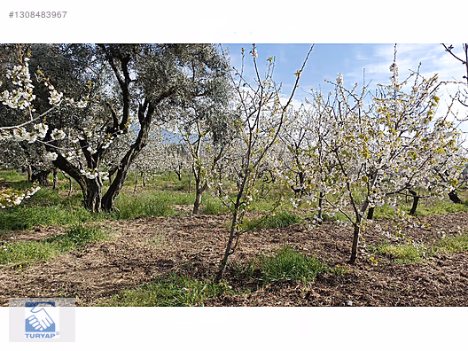 Kemalpaşa M.Akif Ersoy Mah. Satılık 4202m2 Bahçe - İZMİR KEMALPAŞA fotoğraf 14