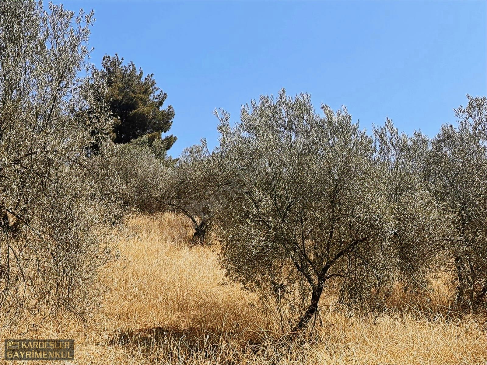 SATILIK CUMHURİYET MAHALLESİNDE TEK TAPU 4.489m2 ZEYTİNLİK - MANİSA AKHİSAR fotoğraf 14