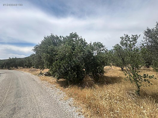   MERSİN MUT YAPINTI KÖYÜ 905M² HİSSESİZ ZEYTİN BAHÇEMİZ SATILIKTIR.  - MERSİN MUT fotoğraf 11
