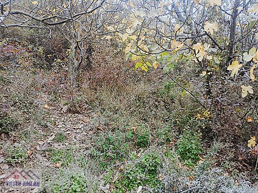 FATİH EMLAKTAN ŞAHİNYURDUNDA 956M2 SATILIK ZEYTİNLİK - BURSA GEMLİK fotoğraf 12