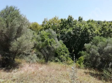 BURSA KARACABEY YEŞİLDERE KÖYÜNDE 3.600 M² TARLA SATILIKTIR - BURSA KARACABEY fotoğraf 13