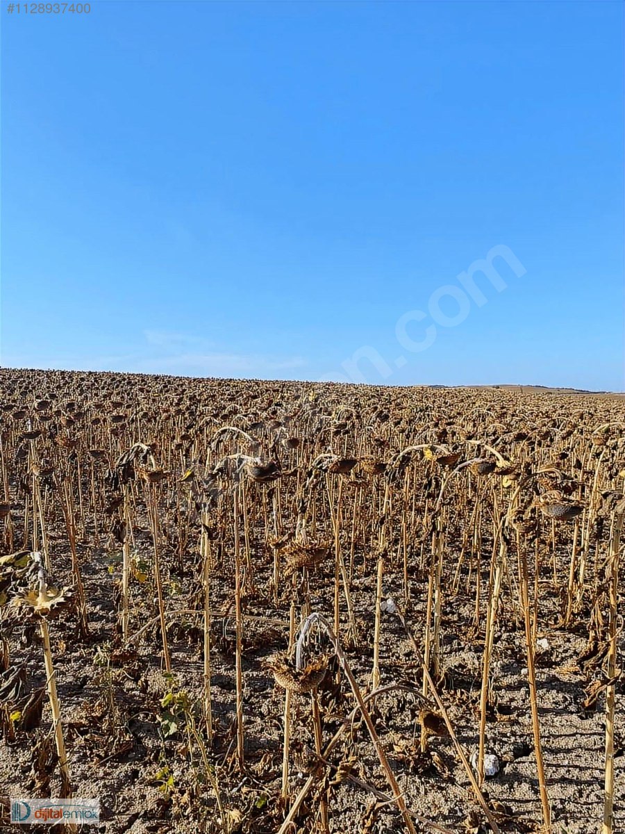 Bandırma Akçapınarda Yatırımlık Satılık 7.700 m2 Arazi. - BALIKESİR BANDIRMA fotoğraf 2