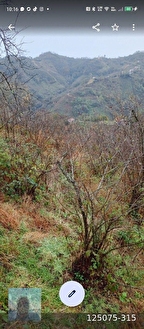 perşembe Ortatepe köyünde üzerinde ev olan 7000m2 fındık bahçeli arazi satılık - ORDU PERŞEMBE fotoğraf 8