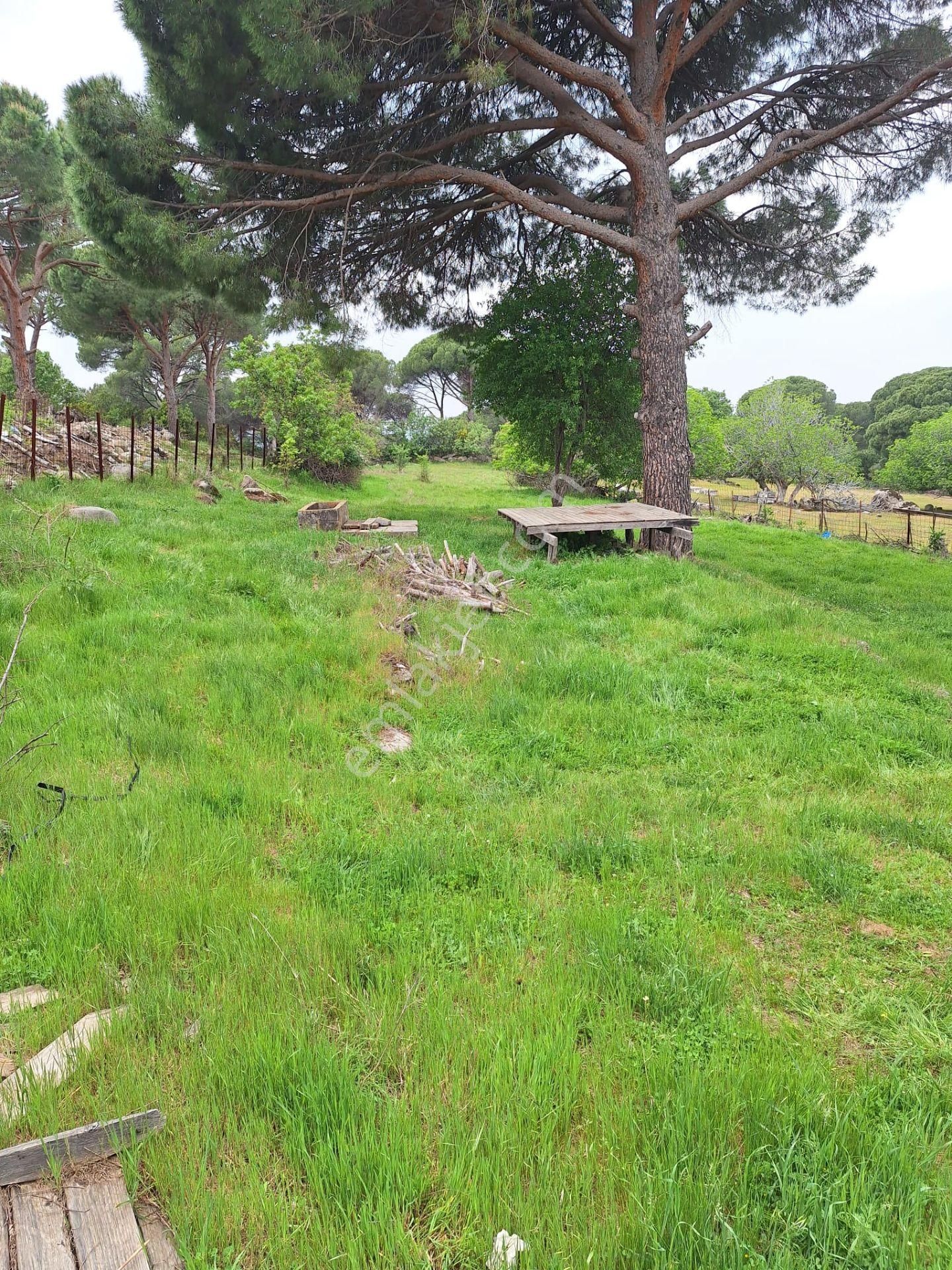 Bergama Aşağıbey Köyü Satılık Yolu Olan Tarla - İZMİR BERGAMA fotoğraf 3