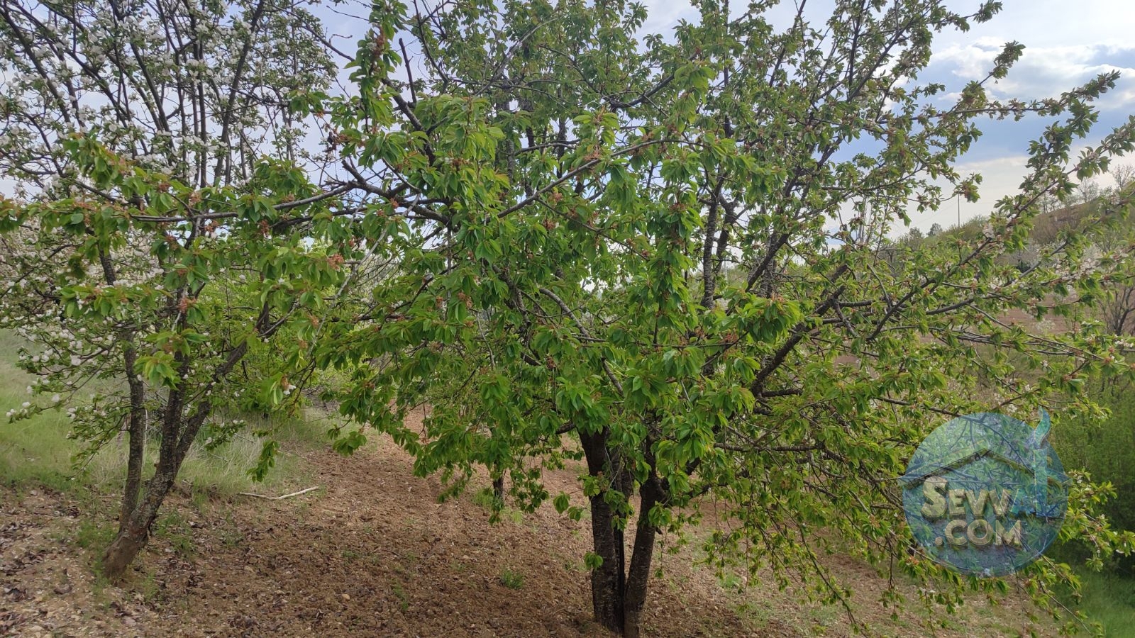 Satılık 579m² Meyve Bahçesi (Kütahya/Şaphane Karaağıl Mah.) - Kütahya Şaphane fotoğraf 13