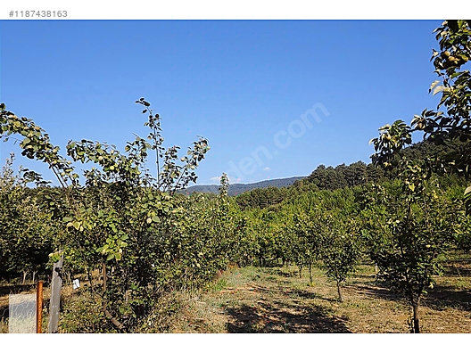 ÇANAKKALE BAYRAMİÇ BEŞİK KÖYÜ 6.900 m2 MEYVA BAHÇESİ 96 m2 EV - ÇANAKKALE BAYRAMİÇ fotoğraf 25