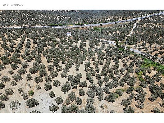 HAS EMLAK tan EGE nin İNCİSİ PELİTKÖY DE ZEYTİNLİK - BALIKESİR BURHANİYE fotoğraf 21