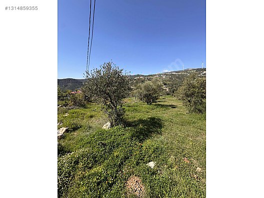 PANORAMİK MANZARALI YATIRIMLIK ZEYTİNLİK - HATAY YAYLADAĞI fotoğraf 2