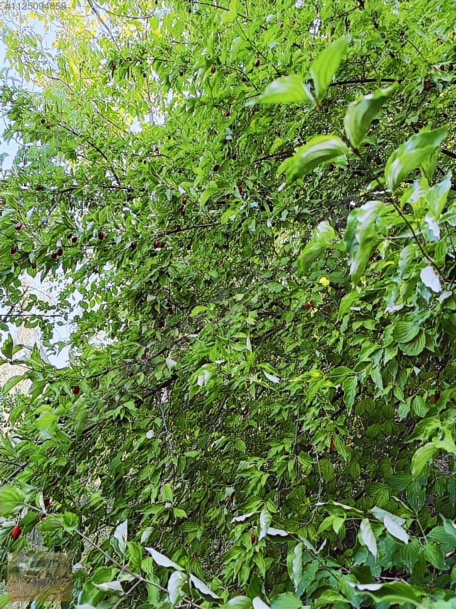 Kemer belenlide kòyiçi arsa bahçe suyu sınırsız sulama - BURDUR KEMER fotoğraf 5