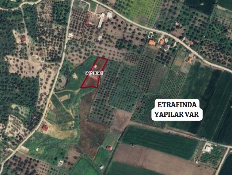 İZMİR ALİAĞA BARBAROS HAYRETTİN PAŞA  KÖYÜ’NDE ZEYTİNLİK TARLA’NIN 370 M² ‘Sİ SA - İZMİR ALİAĞA fotoğraf 6