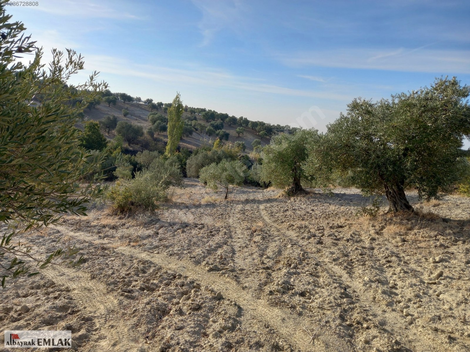 SARUHANLI HACIMUSA DA SATILIK 8.000 M2 ZEYTİNLİK 1.700.000 TL - MANİSA SARUHANLI fotoğraf 11