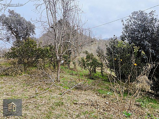 Tirebolu Avcılı Köyünde Satılık 5370 m2 Satılık Arsa. - GİRESUN TİREBOLU fotoğraf 8