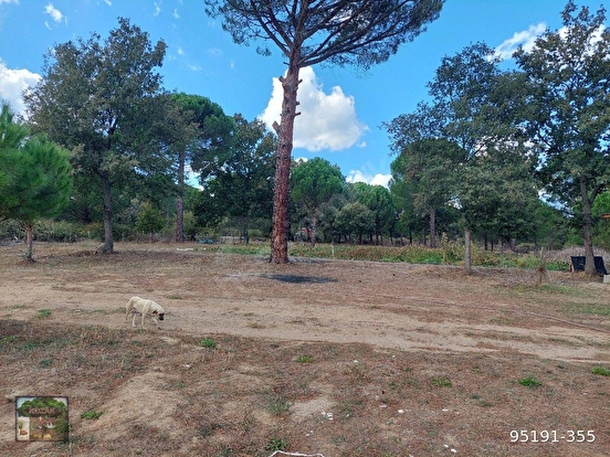 KOZAK YUKARIBEY MAH DE BERGAMA AYVALIK ANA YOLUNA CEPHELİ 8800M2 FISTIKLIK