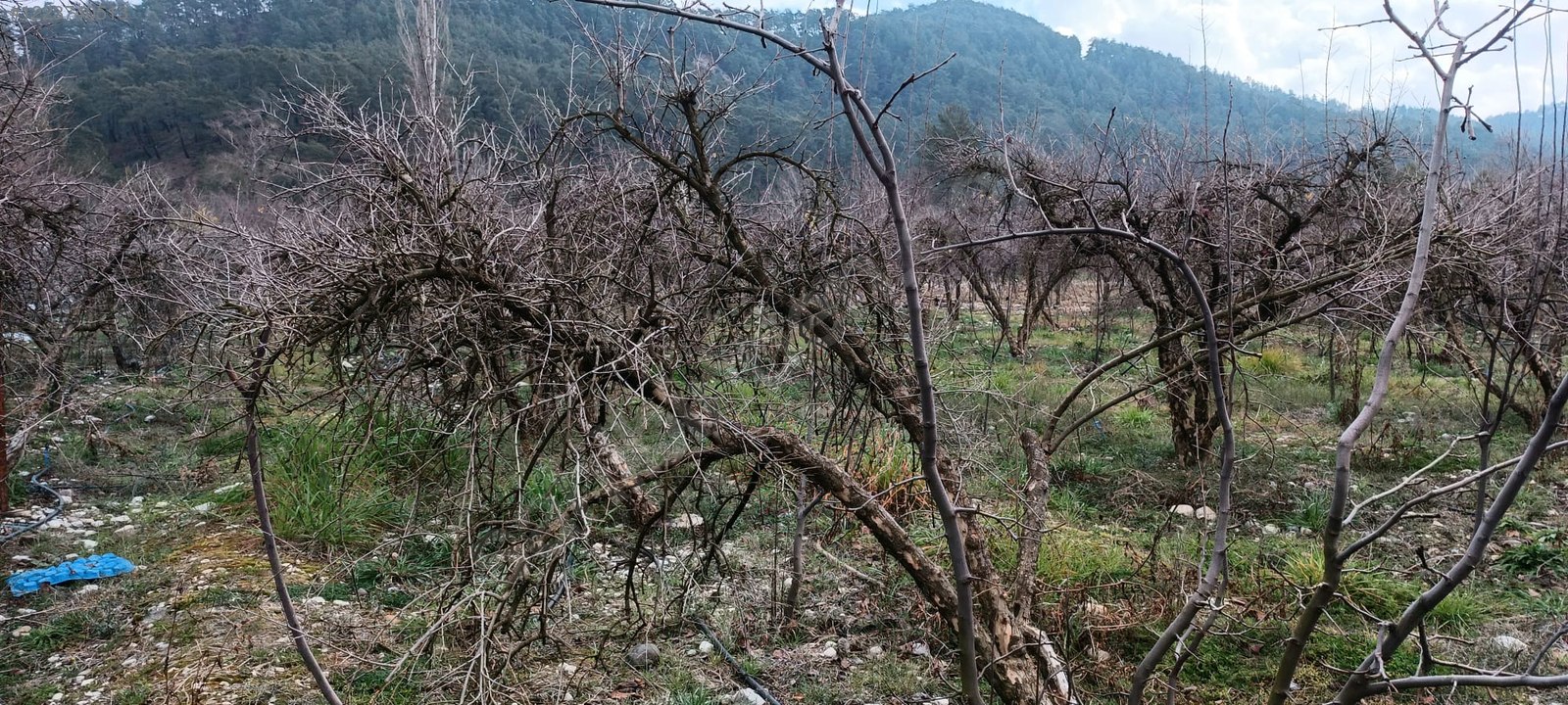 ANTALYA KUMLUCA ÇAYİÇİNDE NAR BAHÇESİ 850 m² (MUSTAKİL TAPULU)  - ANTALYA KUMLUCA fotoğraf 4