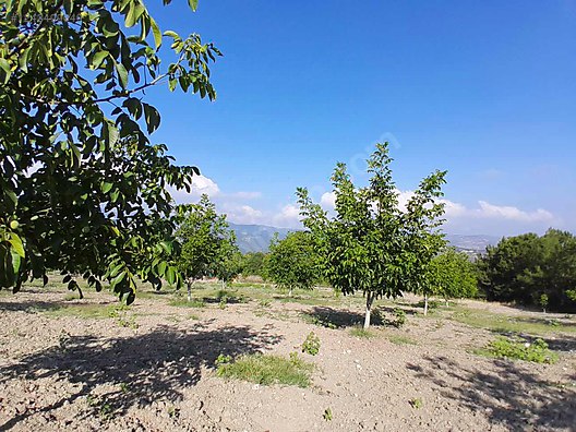 BURSA KELEŞ BELENÖREN'DE 5.270  M² BAHÇE SATILIKTIR - BURSA KELES fotoğraf 20