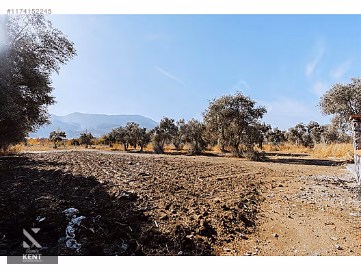 Kemalpaşa Sekiz Eylül Merkeze Yakın Satılık 3440 m2 Zeytinlik - İZMİR KEMALPAŞA fotoğraf 19