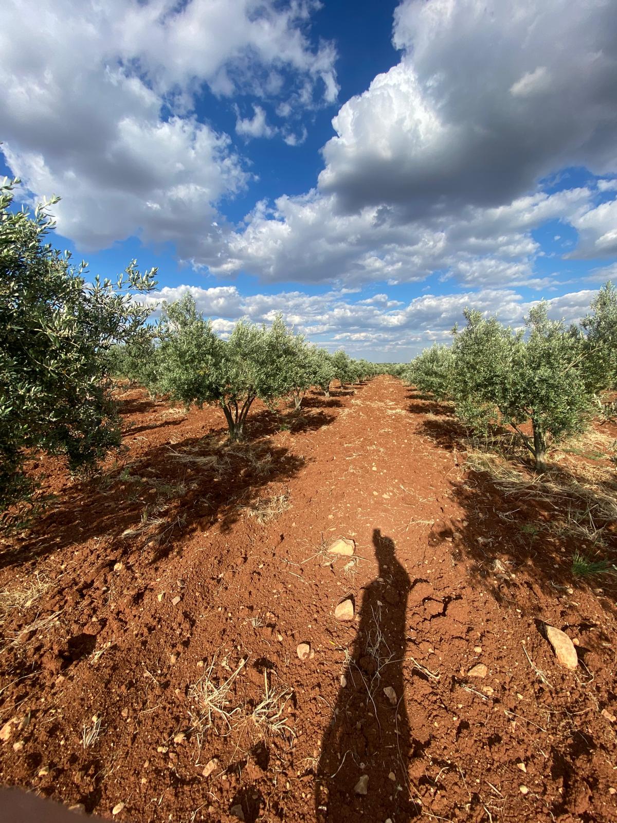 SATILIK 150 AĞAÇ ZEYTİNLİK  - KİLİS MERKEZ fotoğraf 12